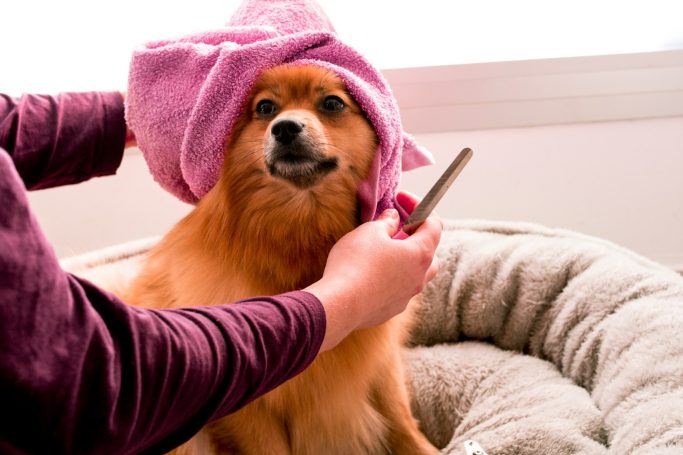 Hundesalon