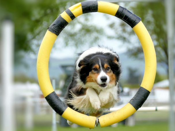 Hundeschule
